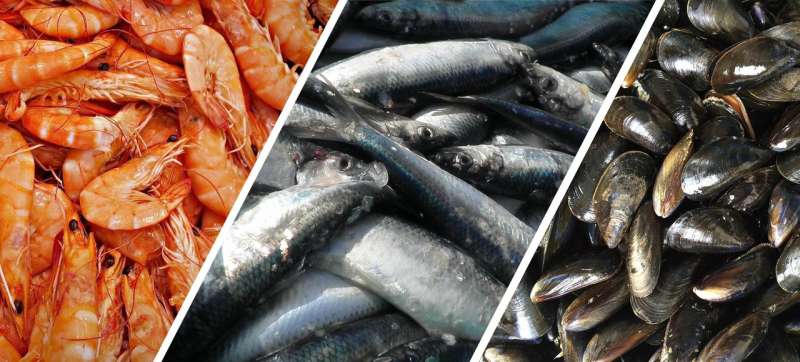 New research recovers nutrients from seafood process water