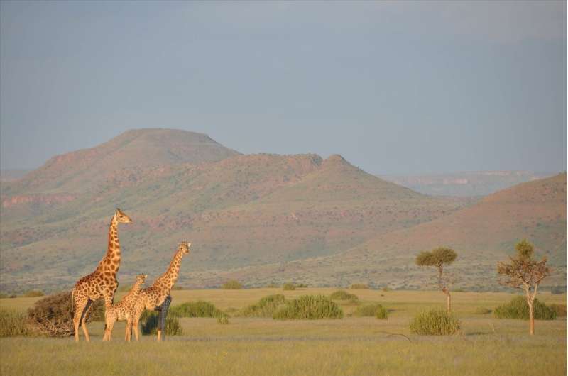 Giraffes: Equals stick together