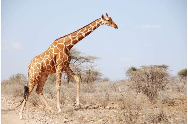 Giraffes: Equals stick together