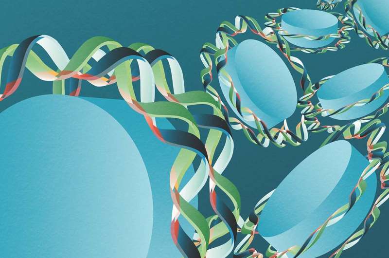 Researchers explain the origin of the mysterious periodicity of the genome