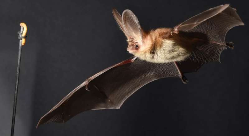 Unique study shows how bats manoeuvre