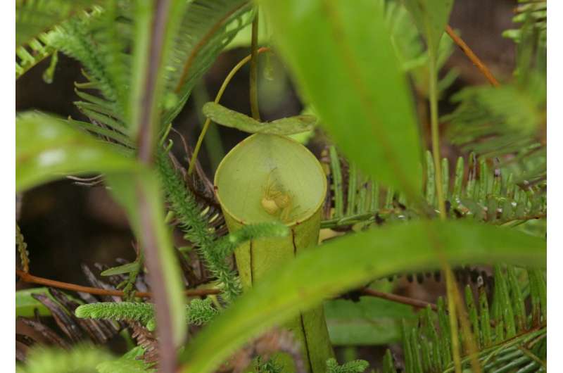 The tale of a spider and a pitcher plant: Study explains how two predators can benefit from collaboration