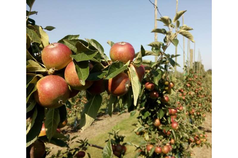 More flowers around apple orchards can yield higher harvest