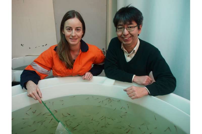 Business as usual for Antarctic krill despite ocean acidification