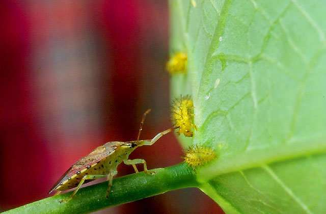 Insect antibiotic provides new way to eliminate bacteria