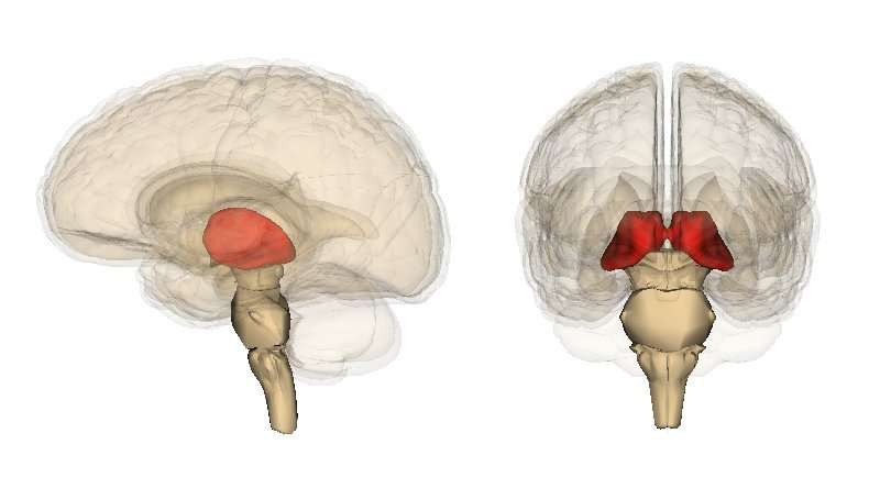 A new atlas of the thalamus nuclei to better understand the brain