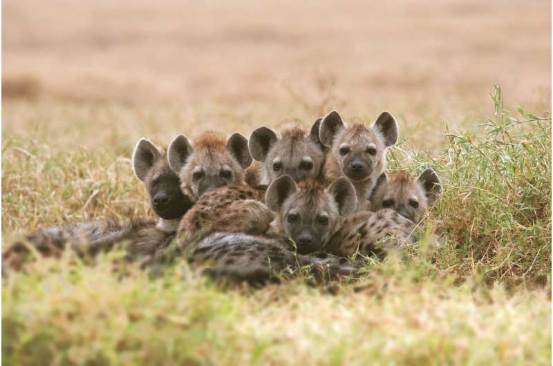 Hyena population recovers slowly from a disease epidemic