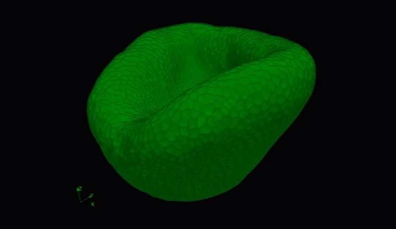 Making an eye for you: Team uncovers the underlying mechanisms of 3D tissue formation