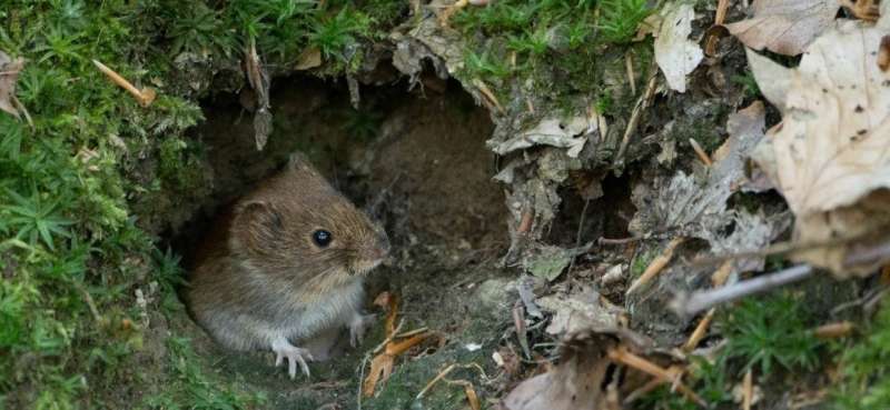 Sex in a world of fear: scared rodents produce more offspring