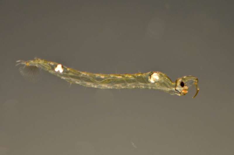 How water fleas detect predators