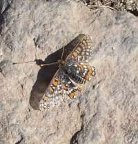 Recovery plan for endangered butterfly takes wing in San Diego