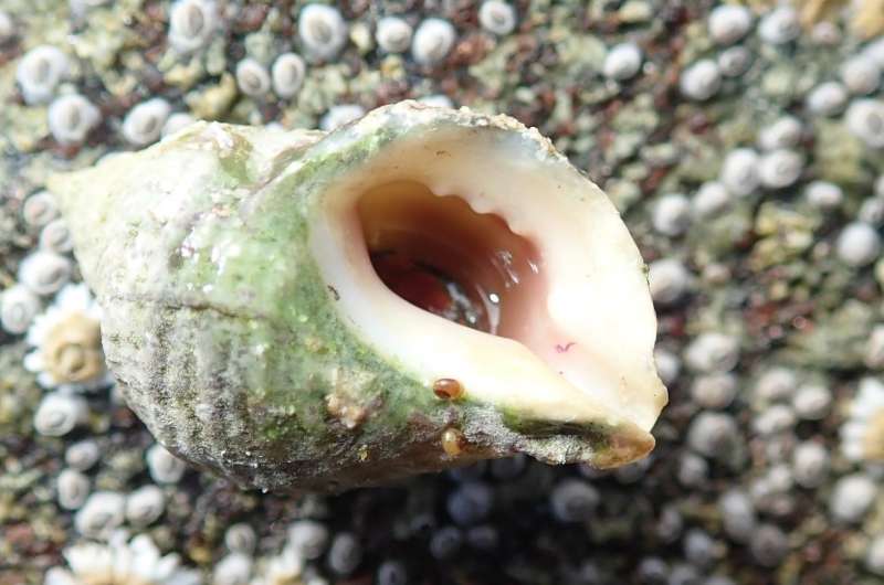Infertile snails have recovered along the Norwegian coast