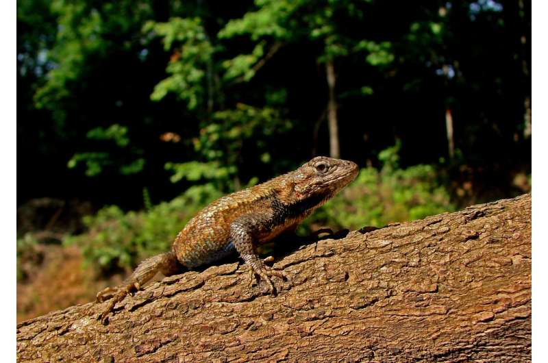 Lizards quickly adapt to threat from invasive fire ants, reversing geographical patterns of lizard traits