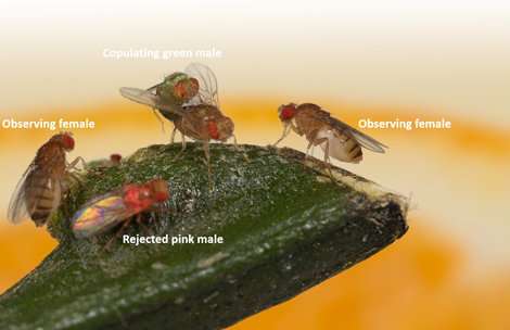 Fruit flies can transmit their sexual preferences culturally