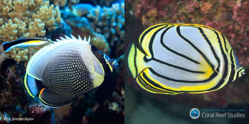 Mystery of color patterns of reef fish solved