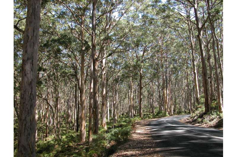 Research finds that now is the time to protect Western Australia's tall forests