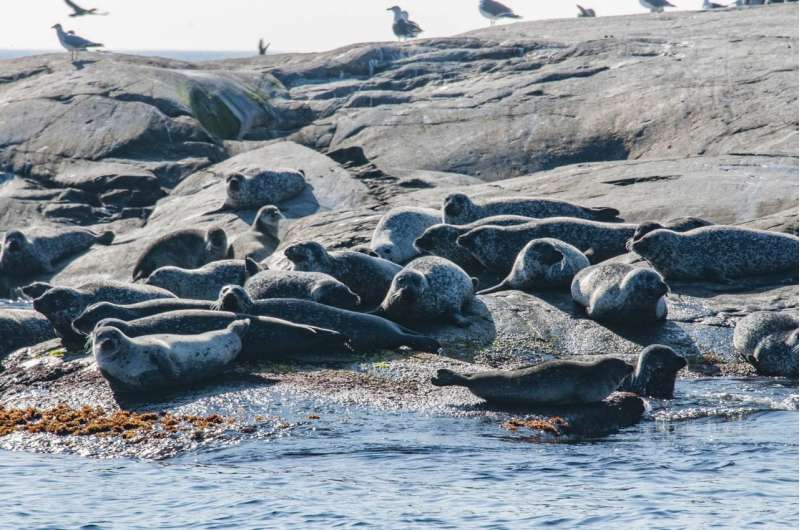 Increasing seal population will not harm largest fish stocks in the Baltic