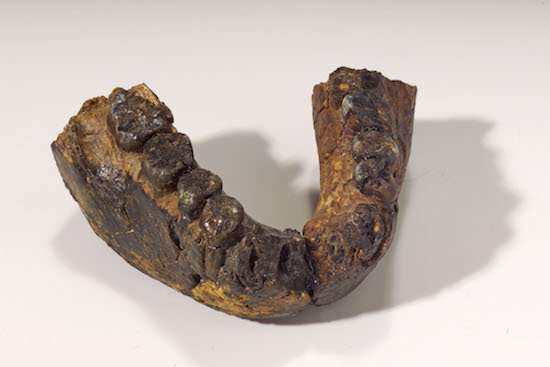 **Tooth enamel analysis shows two early hominin species ate a generalized diet