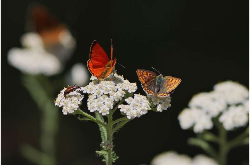 European network of protected areas has not yet been able to stop the decline of butterflies in Germany