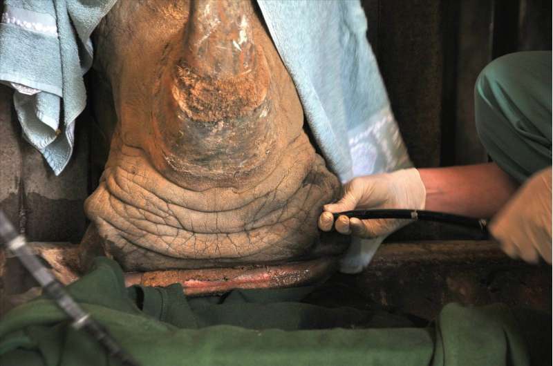 Lung lavage as new test method improves tuberculosis diagnosis in rhinoceros