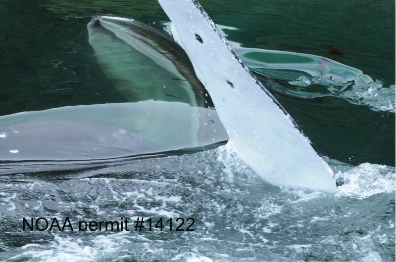 Humpback whales linger in Sitka Sound