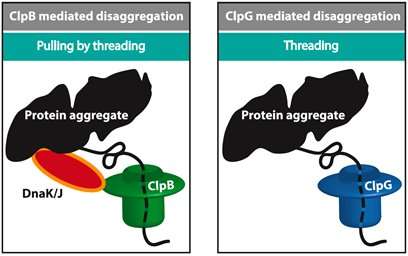 Unwinding a hank of yarn: how do cellular machines unfold misfolded proteins?