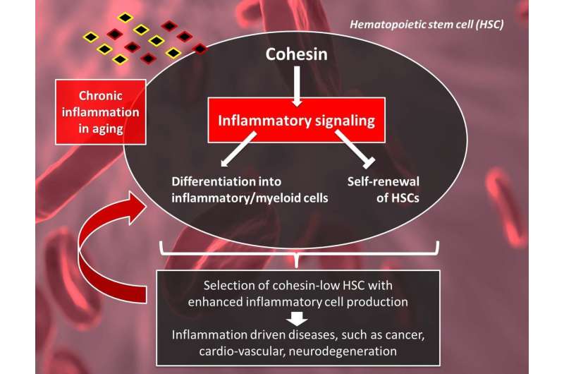 Cohesin down-regulation drives hematopoietic stem cell aging