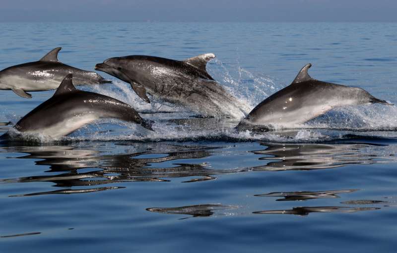Picky dolphins are choosy about their friends