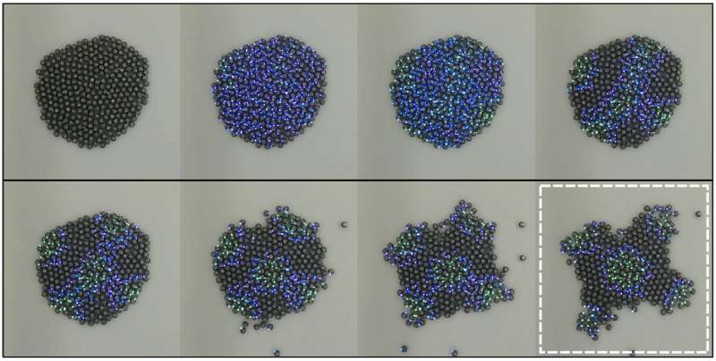 Growing bio-inspired shapes with hundreds of tiny robots