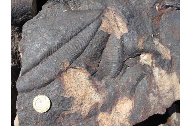 Uranium-lead dating shows that the Cambrian explosion is younger than previously thought