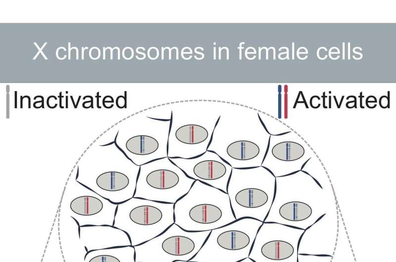X chromosome: how genetics becomes egalitarian