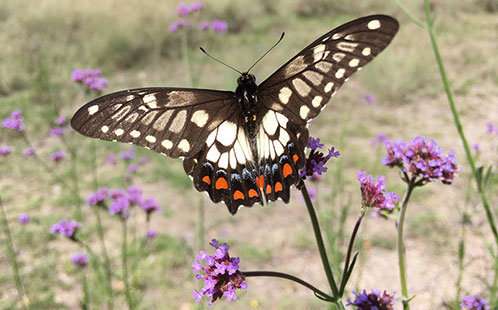 5 surprising Aussie pollinators that make your dinner possible