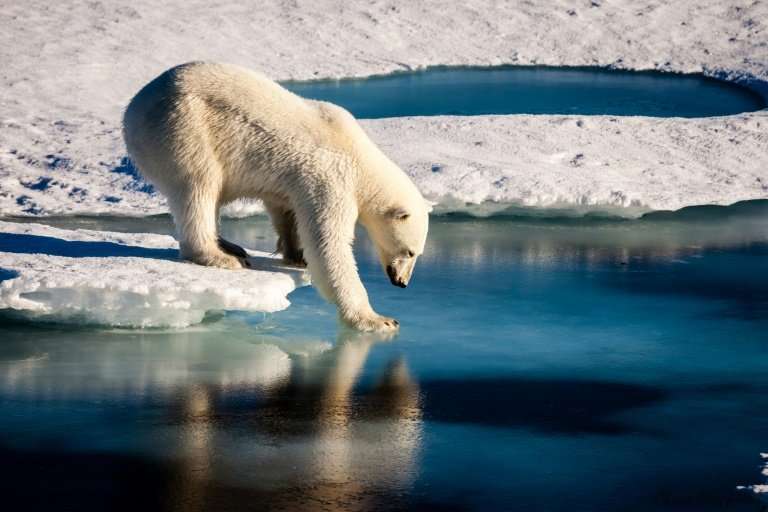 A handout photo provided by the European Geosciences Union on September 13, 2016 shows an undated photo of a polar bear testing 