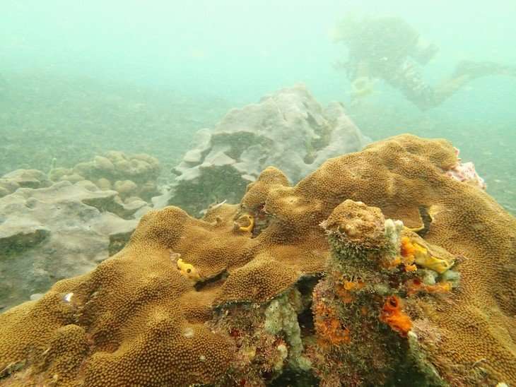 A newly discovered reef offers important lessons in resilience