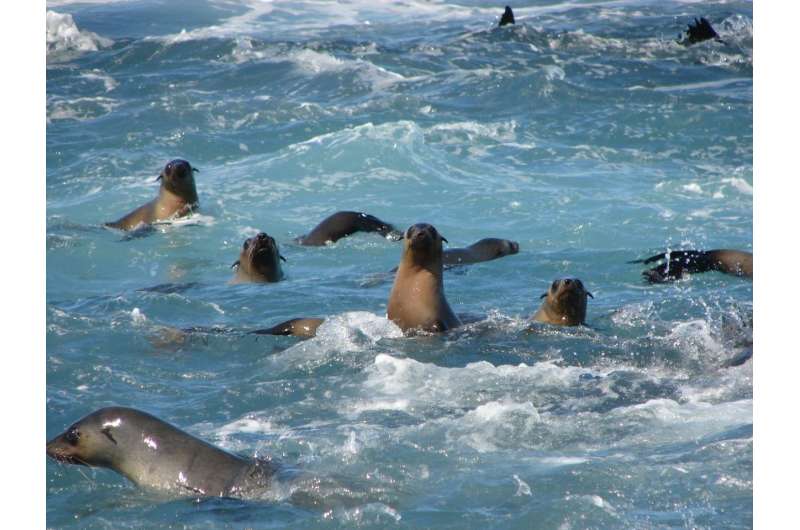 Australian study into how seals react to boats prompts new ecotourism regulations