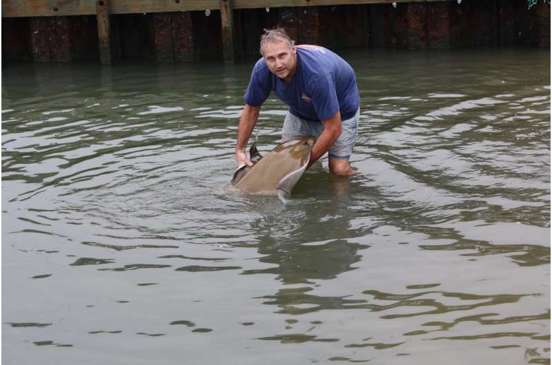 For the first time, biologists track cownose rays to Florida and back