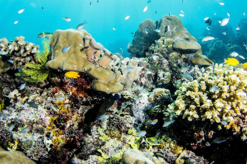 Great Barrier Reef not bouncing back as before, but there is hope