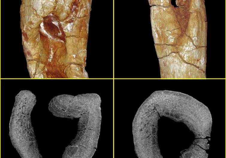 How researchers diagnosed a 200-million-year-old infected predator bite