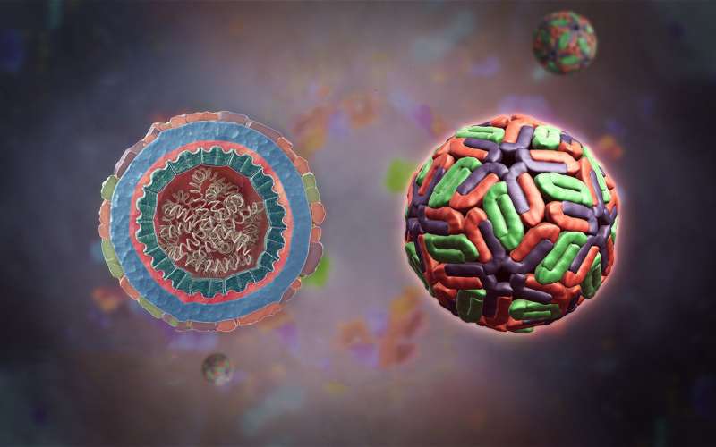 MSU-based scientists explained the survivability of viruses