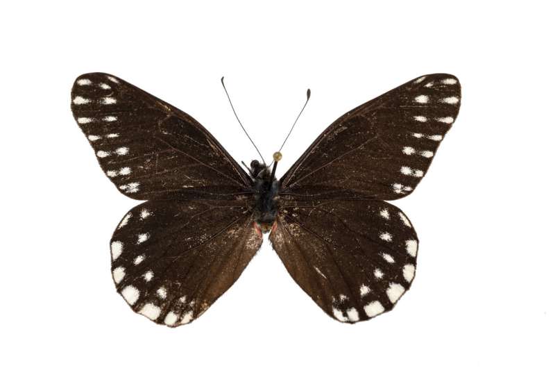 New butterfly named for pioneering 17th-century entomologist Maria Sibylla Merian