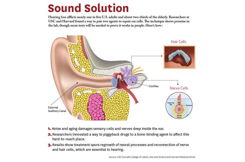 New study shows hope for hearing loss
