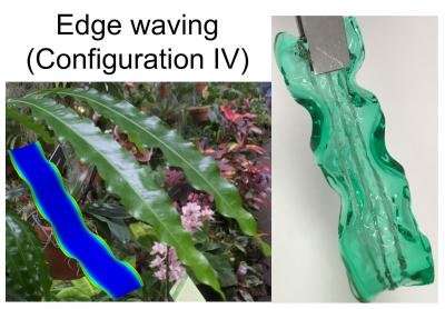 Scientists from CMU and NTU Singapore discover how mechanical strain shapes plants