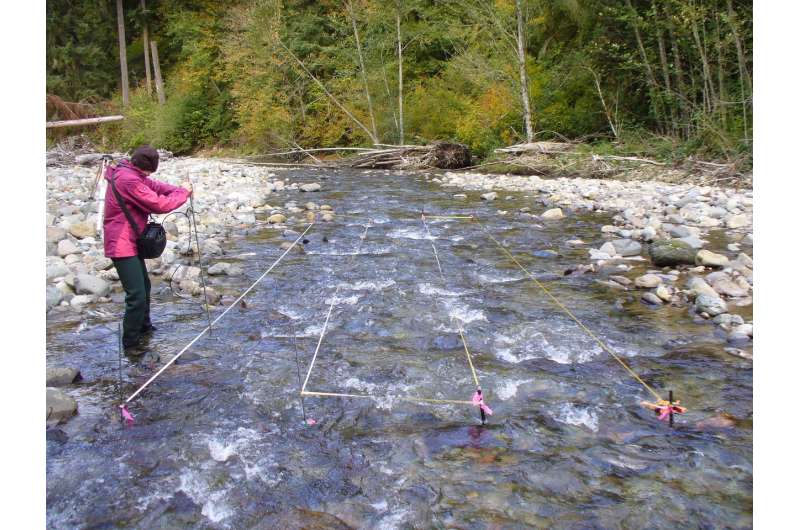 Scientists study spawning salmon through a riverbed lens