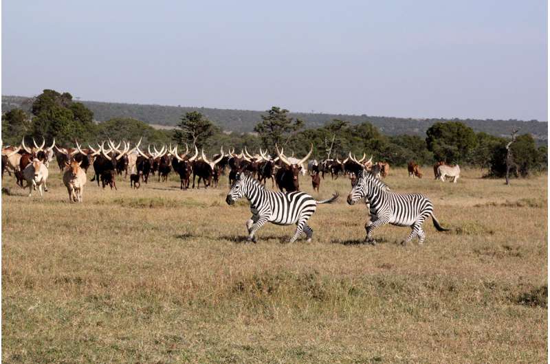Study finds potential benefits of wildlife-livestock coexistence in East Africa