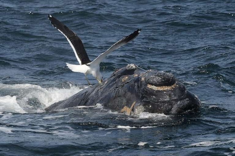 The International Whale Commission's &quot;Florianopolis Declaration&quot; sees whaling as no longer being a necessary economic 