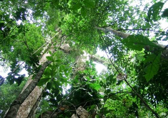 Tropical tree mortality—new study reveals why trees die