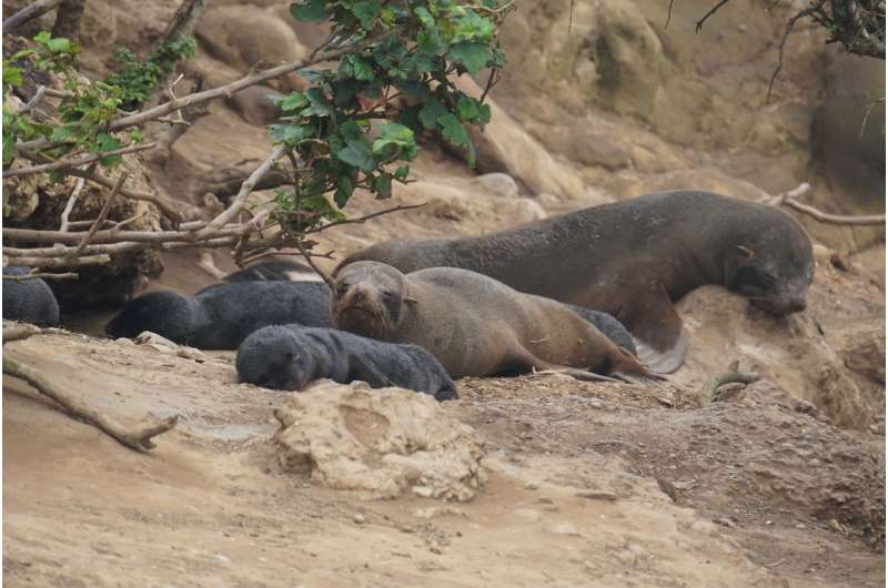 Warming oceans lead to more fur seal deaths from hookworm infection