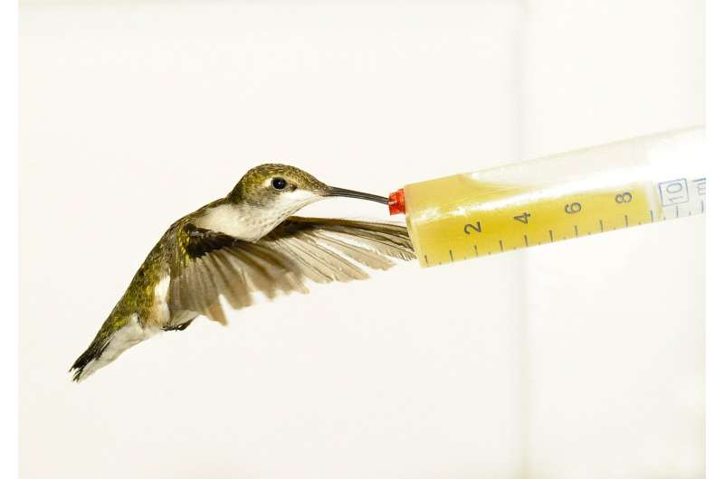 When it comes to fuel efficiency, size matters for hummingbirds