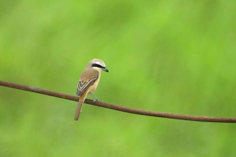 Researchers say shrikes use powerful beak-and-jaw motions to shake their victims vigorously, causing injuries akin to whiplash
