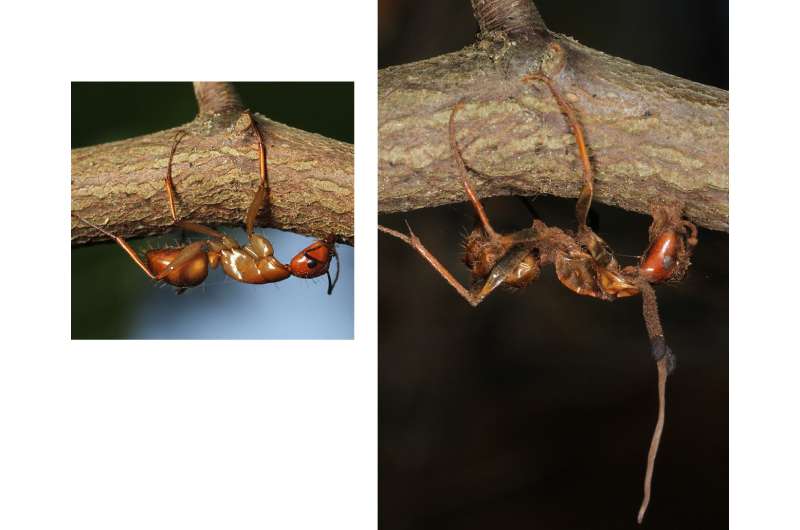 Climate change forced zombie ant fungi to adapt